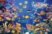 Wall mural sea bottom with many fish and coral