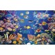 Wall mural sea bottom with many fish and coral