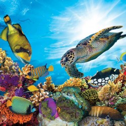 Wall mural sea bottom with many fish and a large turtle