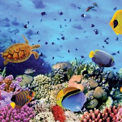 Wallpapers mural sea bottom with many fishes 3d effect