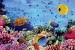 Wallpapers mural sea bottom with many fishes 3d effect