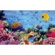 Wallpapers mural sea bottom with many fishes 3d effect Wallpapers mural sea bottom with many fishes 3d effect