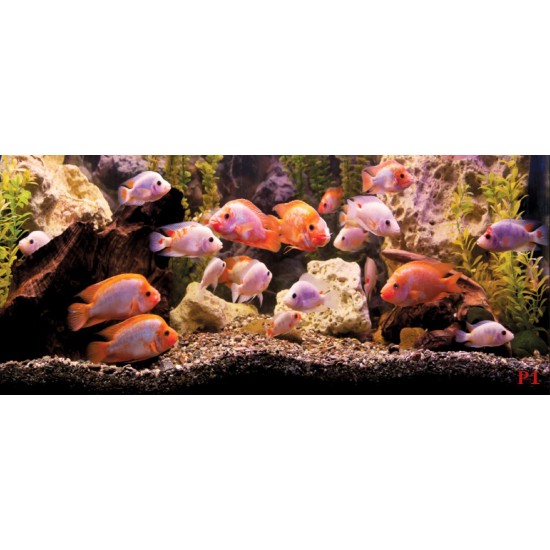 Wall mural aquarium with fishes