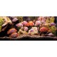 Wall mural aquarium with fishes