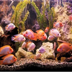 Wall mural aquarium with fishes