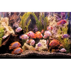 Wall mural aquarium with fishes Wall mural aquarium with fishes