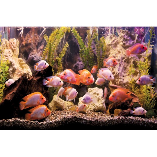Wall mural aquarium with fishes
