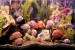Wall mural aquarium with fishes