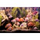 Wall mural aquarium with fishes