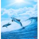 Photo mural two dolphins in sea waves Photo mural two dolphins in sea waves