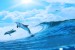 Photo mural two dolphins in sea waves