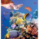 Wallpapers mural sea bottom with fishes and a turtle Wallpapers mural sea bottom with fishes and a turtle