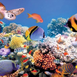 Wallpapers mural sea bottom with fishes and a turtle