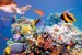 Wallpapers mural sea bottom with fishes and a turtle
