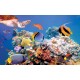 Wallpapers mural sea bottom with fishes and a turtle Wallpapers mural sea bottom with fishes and a turtle