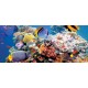 Wallpapers mural sea bottom with fishes and a turtle Wallpapers mural sea bottom with fishes and a turtle