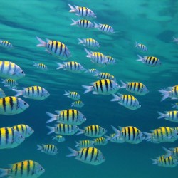 Wallpapers mural sea bottom with many yellow fishes 