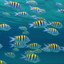 Wallpapers mural sea bottom with many yellow fishes Wallpapers mural sea bottom with many yellow fishes