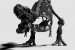 Wallpapers mural black dinosaur skeleton