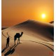 Wall mural orange wilderness views and camel