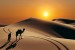 Wall mural orange wilderness views and camel