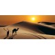 Wall mural orange wilderness views and camel
