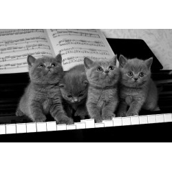 Wall murals kittens on black piano