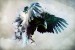 Wall murals eagle with outstretched wings painted