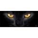 photo murals a black cat photo murals a black cat