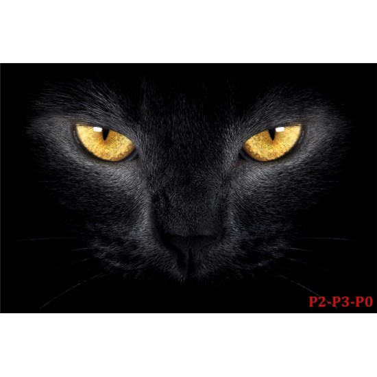 photo murals a black cat photo murals a black cat