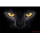 photo murals a black cat photo murals a black cat