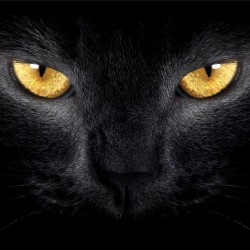 photo murals a black cat