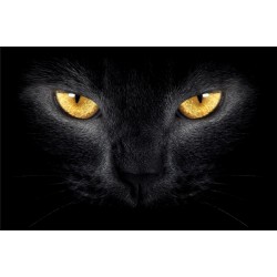 photo murals a black cat