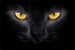 photo murals a black cat