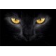 photo murals a black cat photo murals a black cat