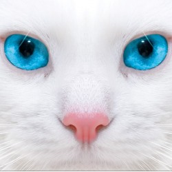 photo murals white cat with blue eyes