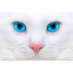 photo murals white cat with blue eyes