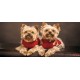 Wall murals cute little puppies Wall murals cute little puppies