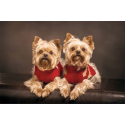 Wall murals cute little puppies