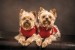 Wall murals cute little puppies