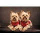 Wall murals cute little puppies Wall murals cute little puppies