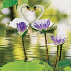 Wallpapers swans in love with leaves in a lake