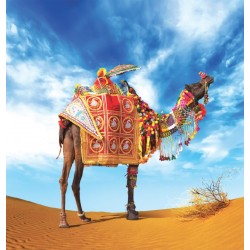 Wallpapers colorful camel in the desert
