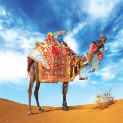 Wallpapers colorful camel in the desert