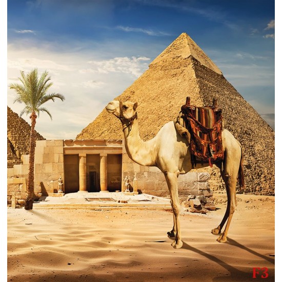 Wall mural view of camel and pyramids in desert Wall mural view of camel and pyramids in desert