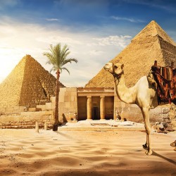 Wall mural view of camel and pyramids in desert