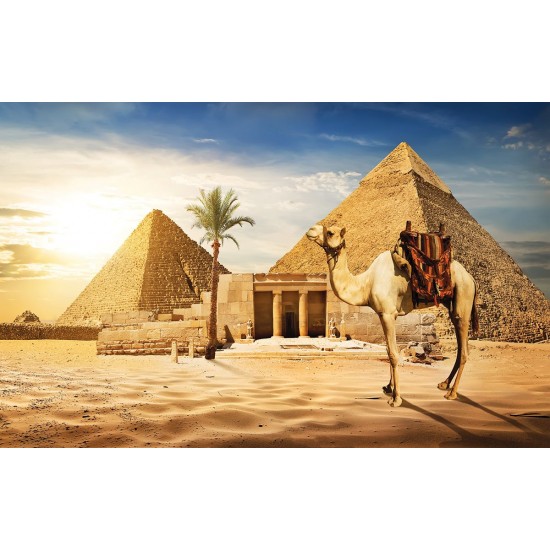 Wall mural view of camel and pyramids in desert Wall mural view of camel and pyramids in desert