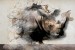 Wall murals 3D broken wall plaster with rhino