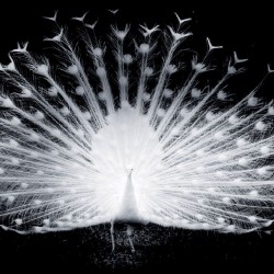 Wallpapers mural black-white peacock