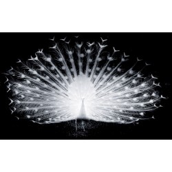 Wallpapers mural black-white peacock